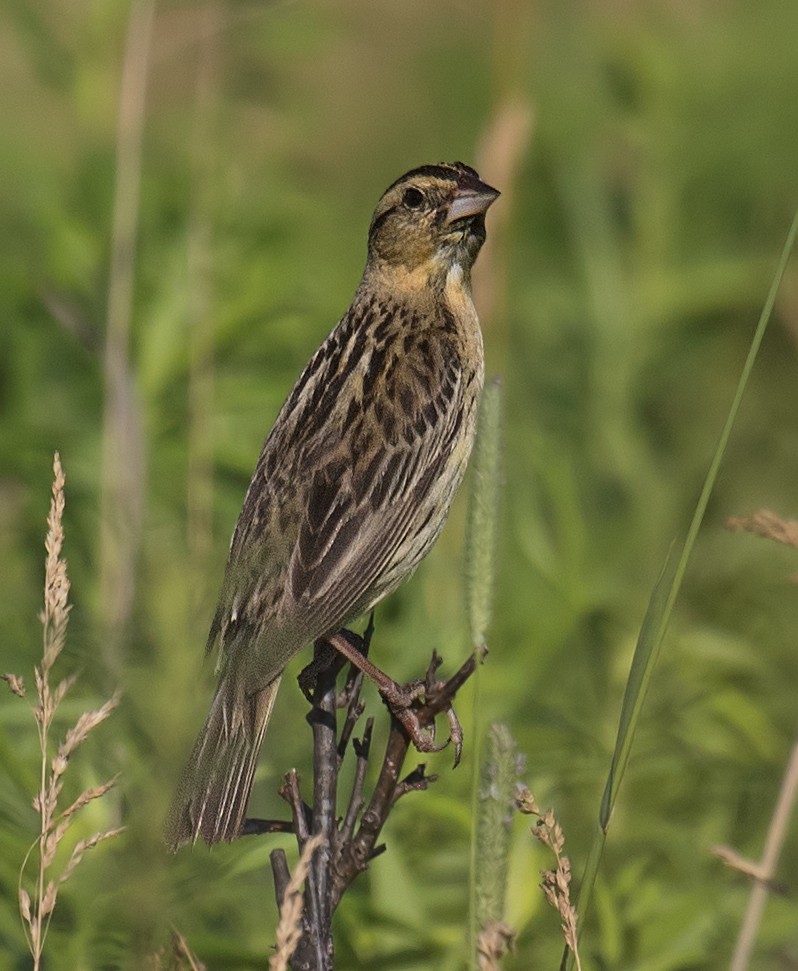 Bobolink - ML246504351