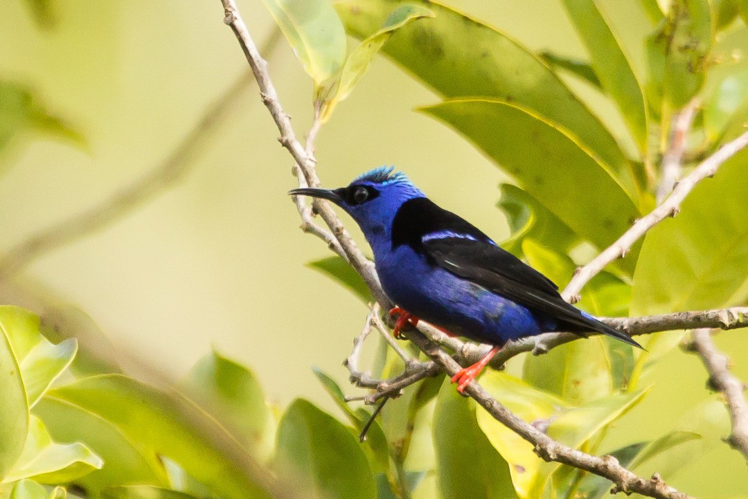 Red-legged Honeycreeper - ML246504681
