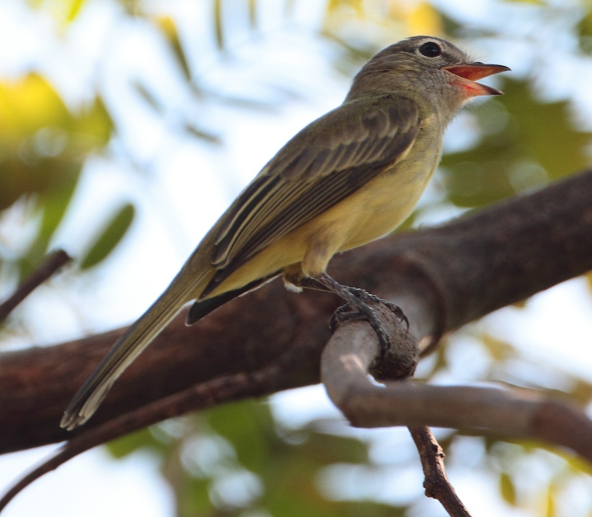 Greenish Elaenia - Lorenzo Calcaño