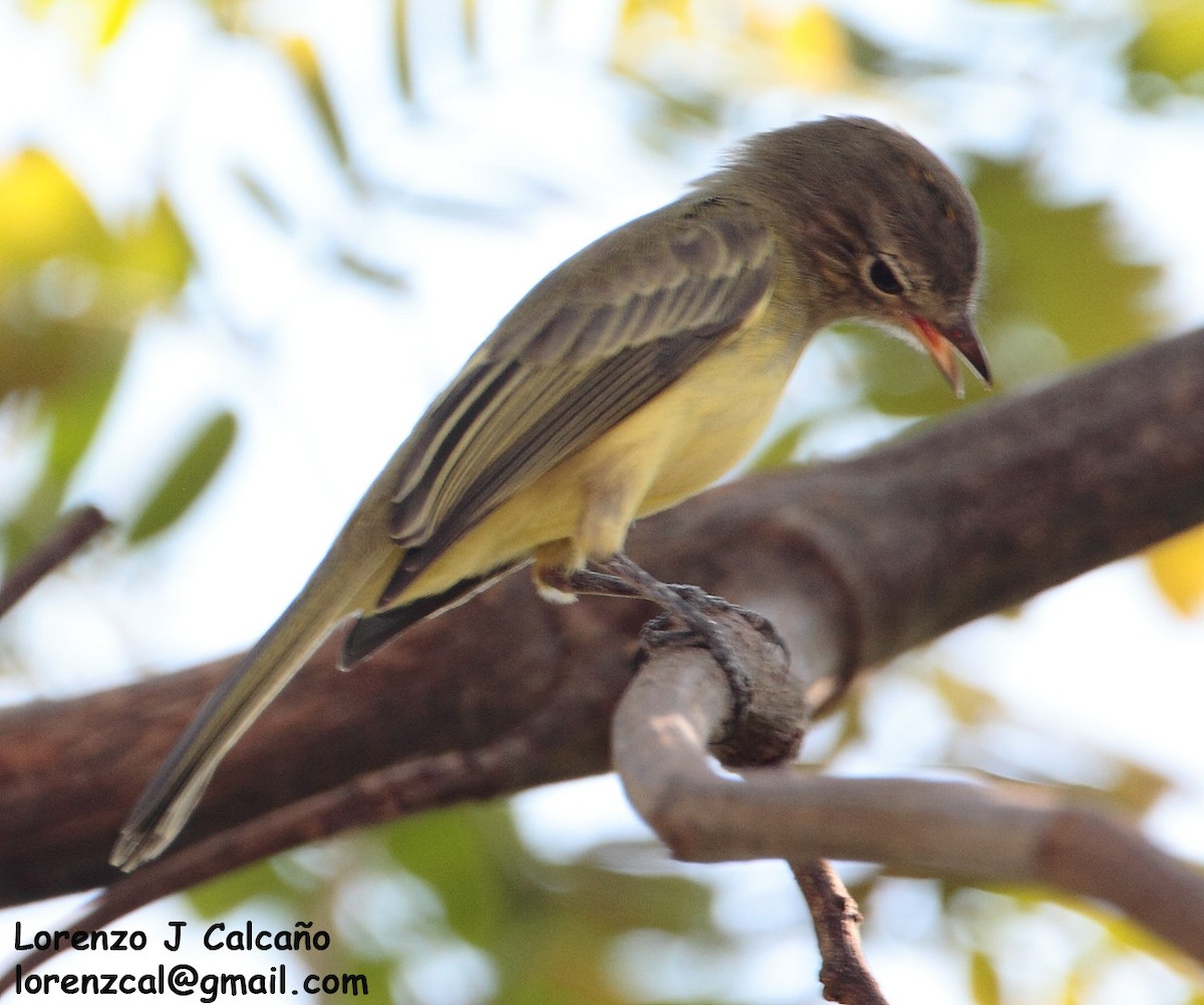 Greenish Elaenia - ML246505381