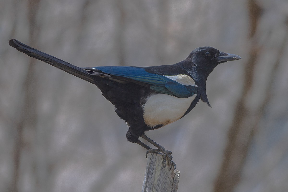 Black-rumped Magpie - Dibyendu Ash