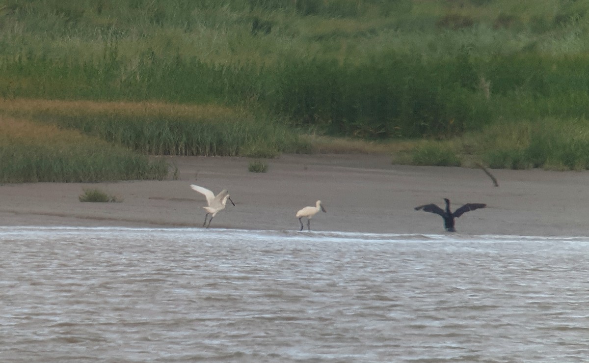 Eurasian Spoonbill - ML246506111