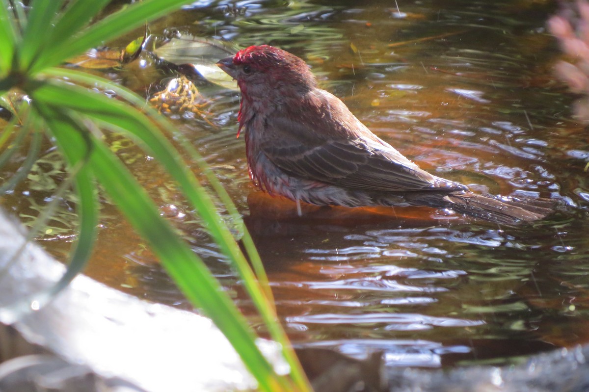 House Finch - ML24650661