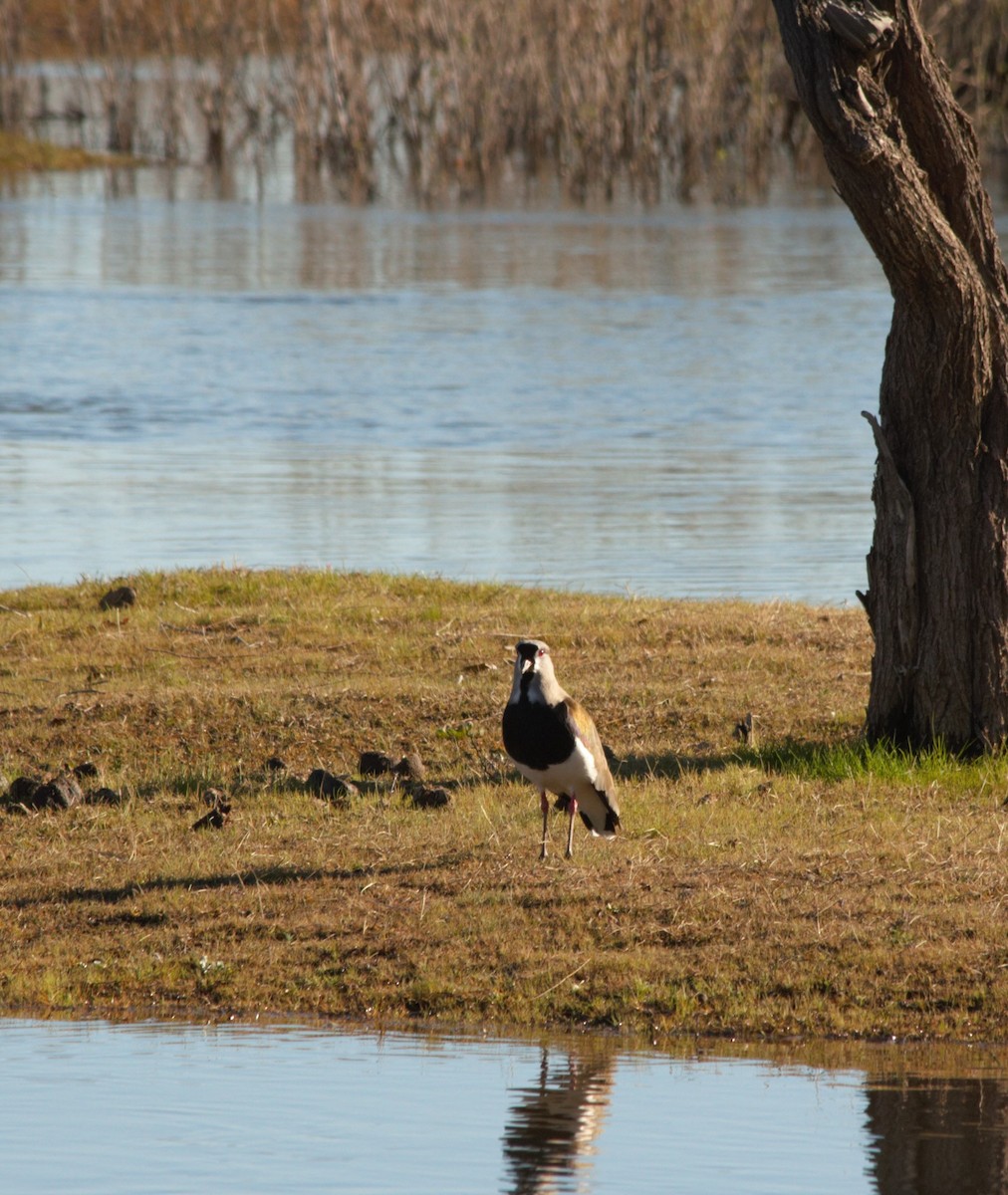 Southern Lapwing - adriana centeno