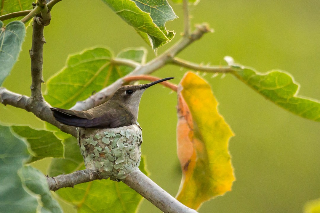 Colibrí Rubí - ML246506861