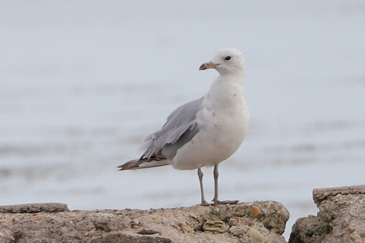 Ring-billed Gull - Victor Chen