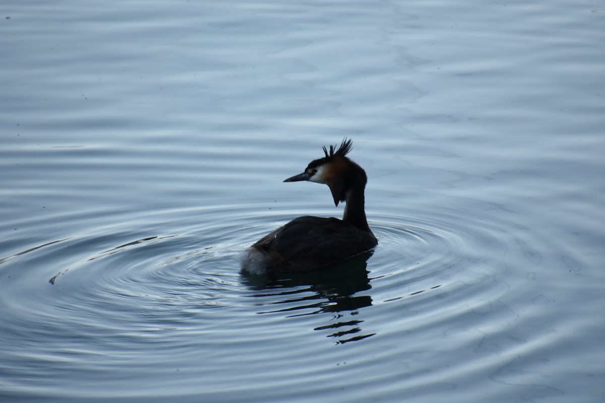 Great Crested Grebe - Dhanesh Neela Mana