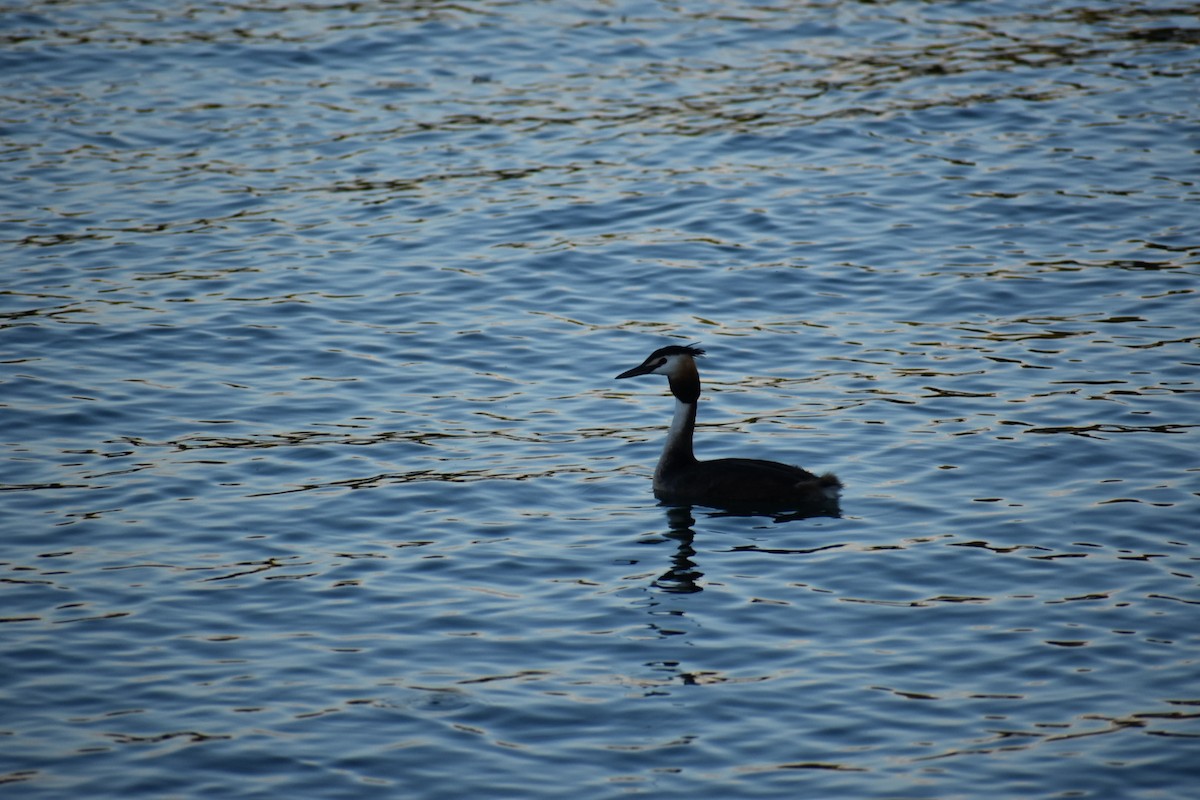 Great Crested Grebe - ML246507191