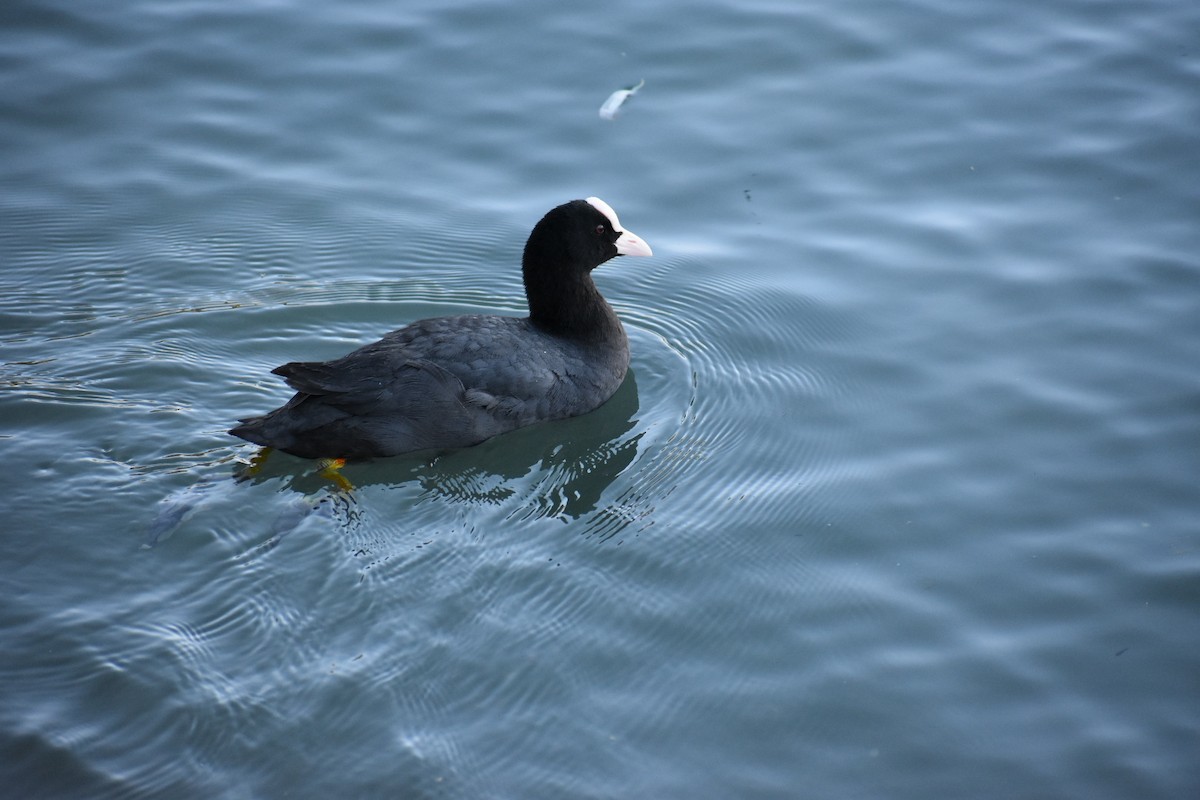 Eurasian Coot - ML246507441