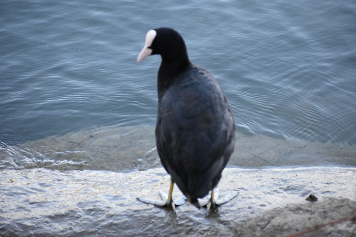 Eurasian Coot - Dhanesh Neela Mana