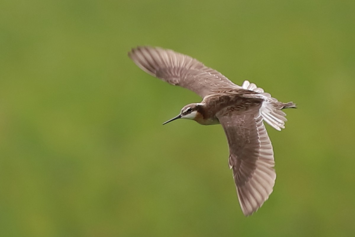 Wilson's Phalarope - Victor Chen