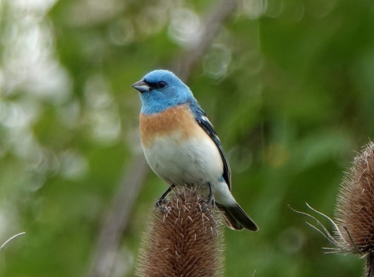 Lazuli Bunting - ML246507991