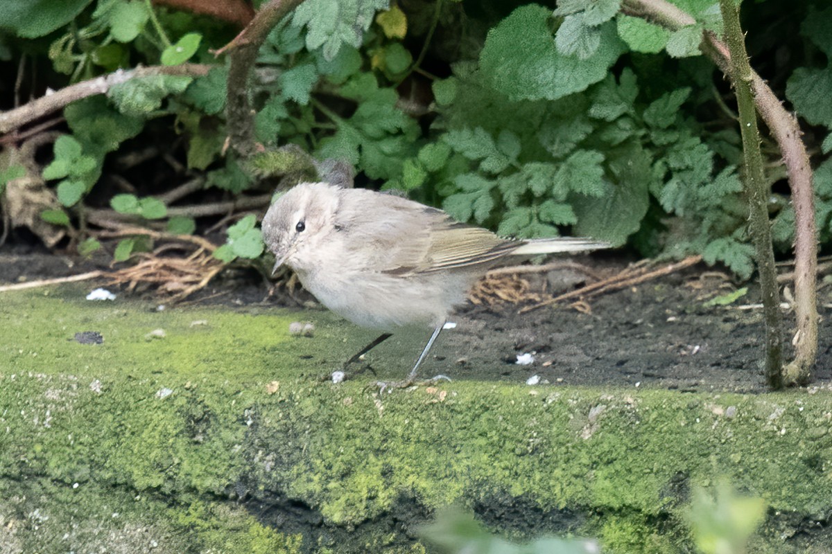 budníček menší (ssp. tristis) - ML246508051