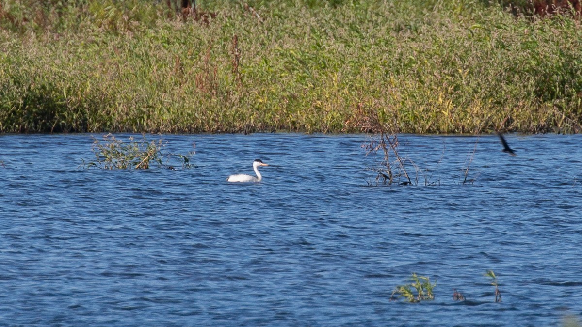 Clark's Grebe - ML246510391