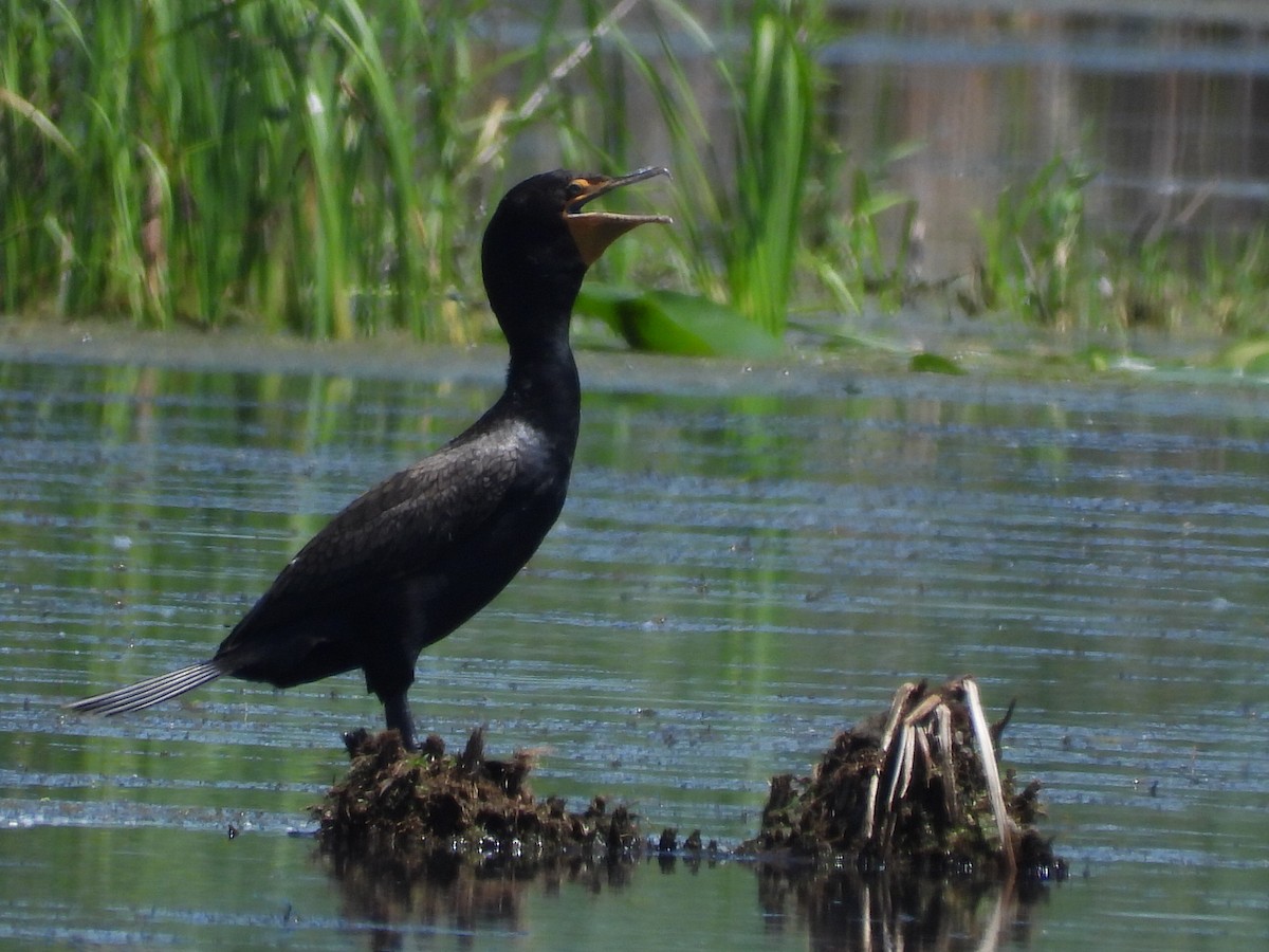 Cormoran à aigrettes - ML246510951