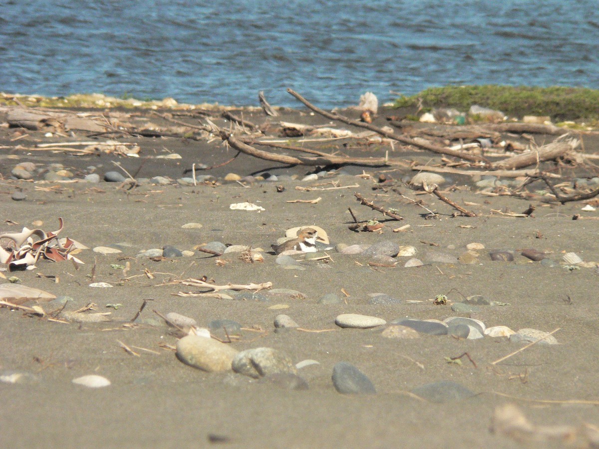 kulík patagonský - ML246511771