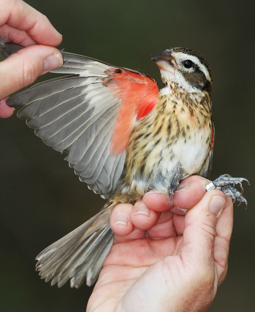 Rose-breasted Grosbeak - Bill Maynard