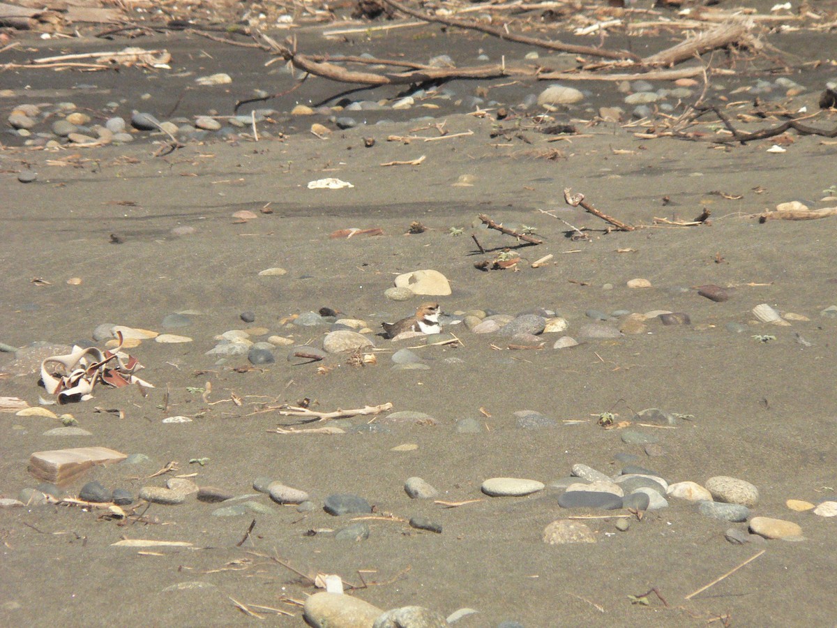 kulík patagonský - ML246512251