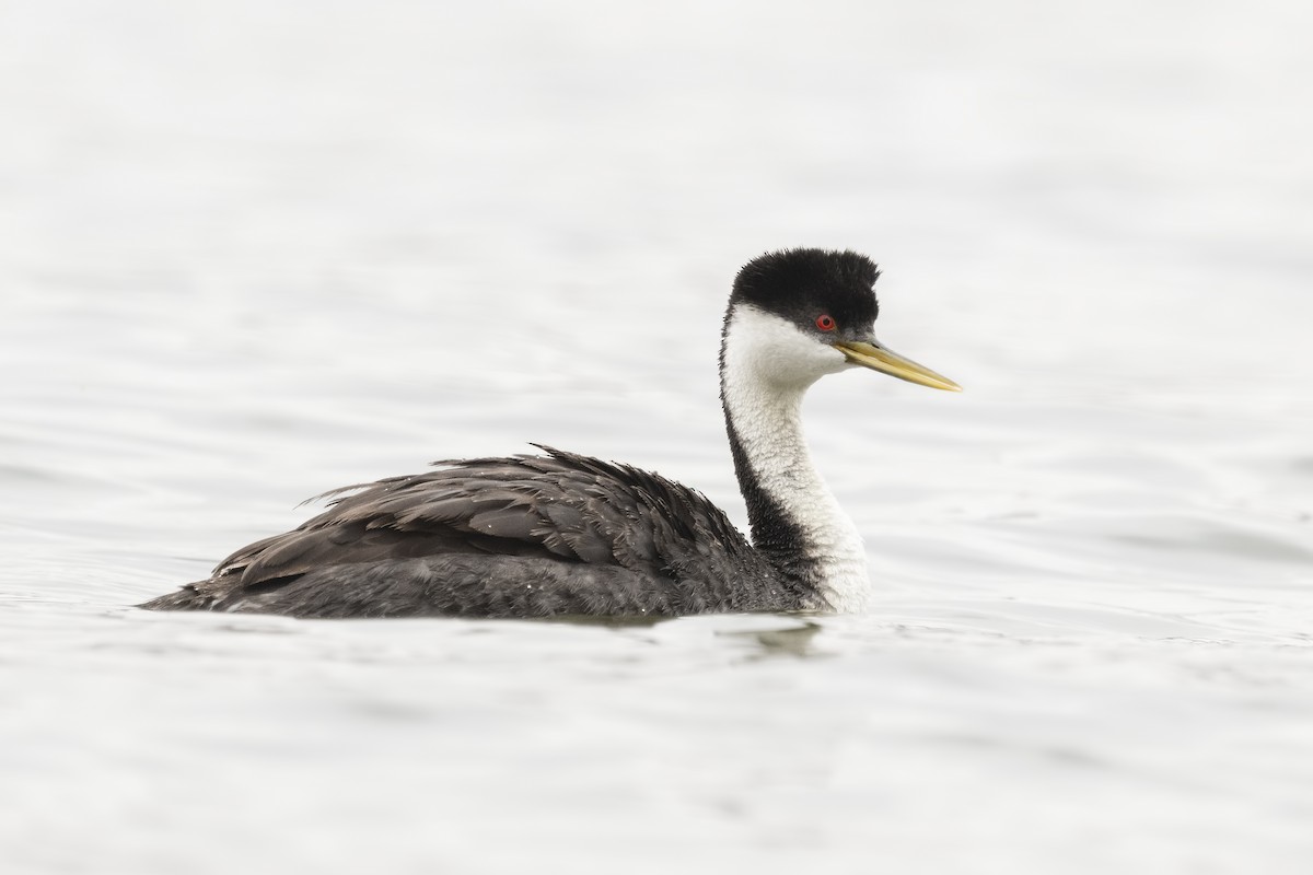 Western Grebe - ML246512721