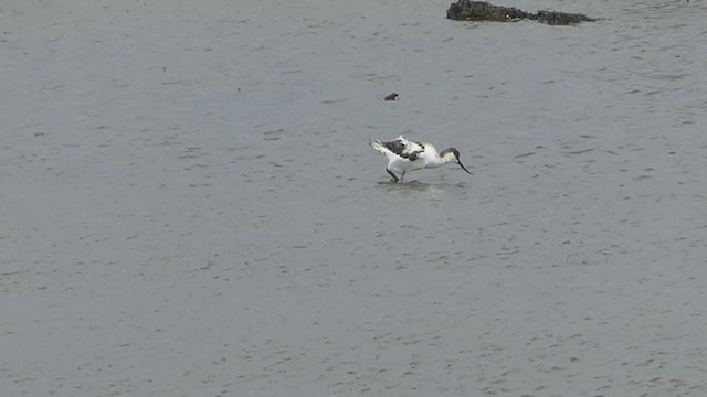 Kılıçgaga - ML246514331