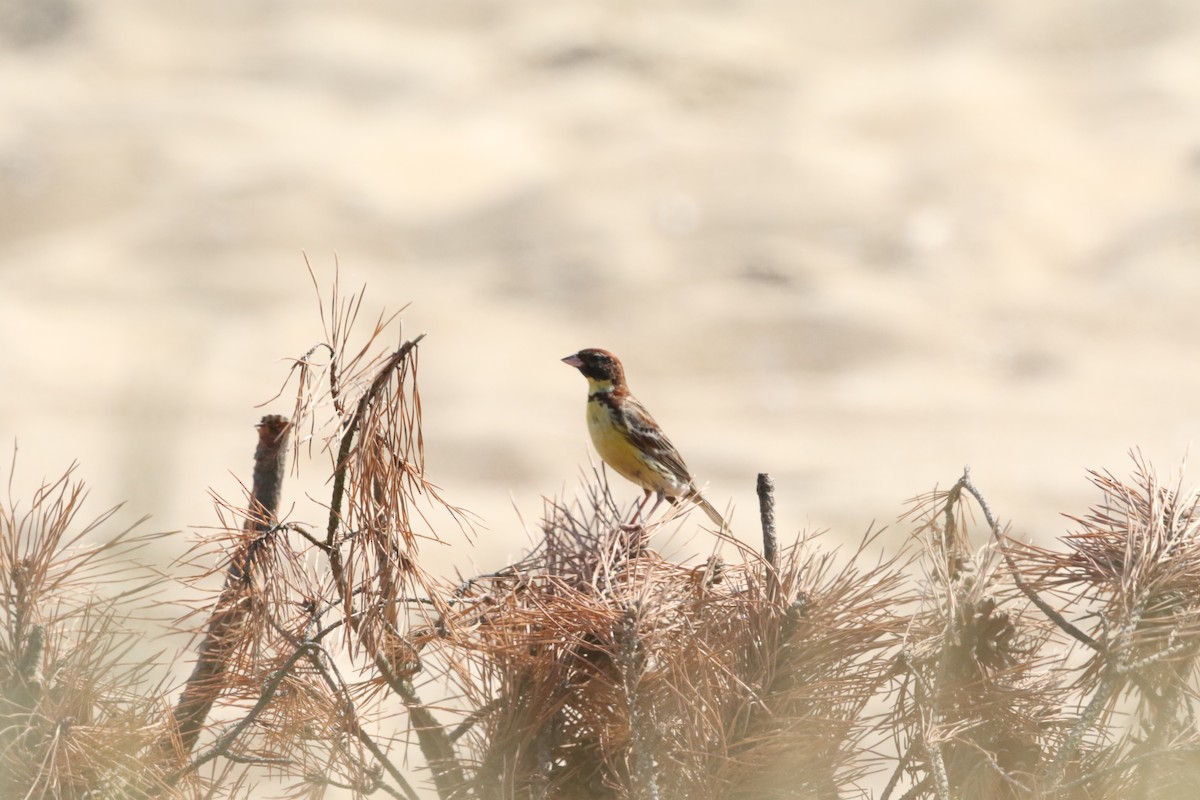 Yellow-breasted Bunting - ML246514591