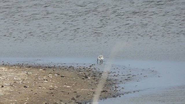 Kılıçgaga - ML246514641