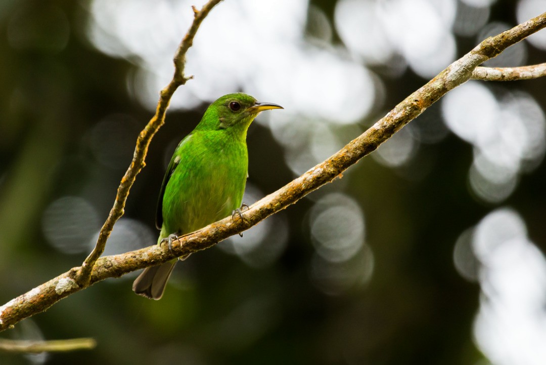 Green Honeycreeper - ML246515421