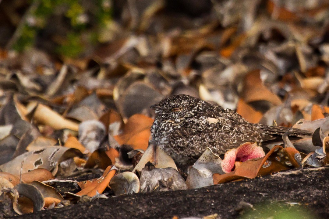 Pygmy Nightjar - Claudio SOUZA