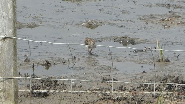 Common Redshank - ML246517311