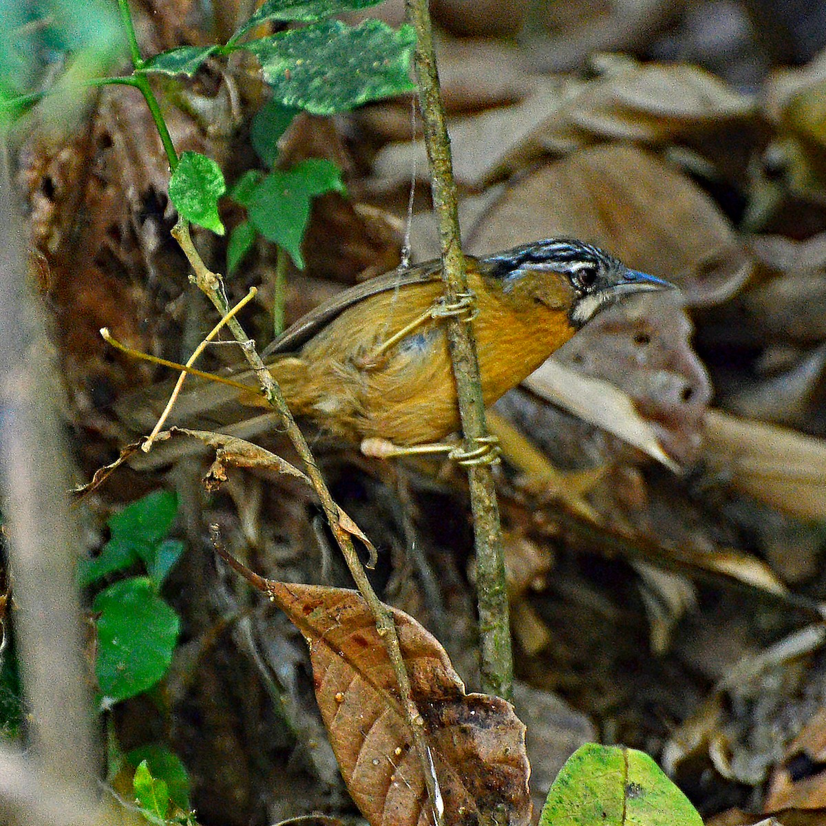 Gray-throated Babbler - ML246518881