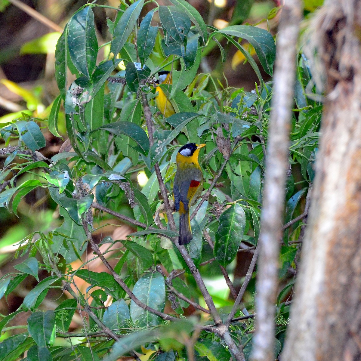 Silver-eared Mesia - ML246518961