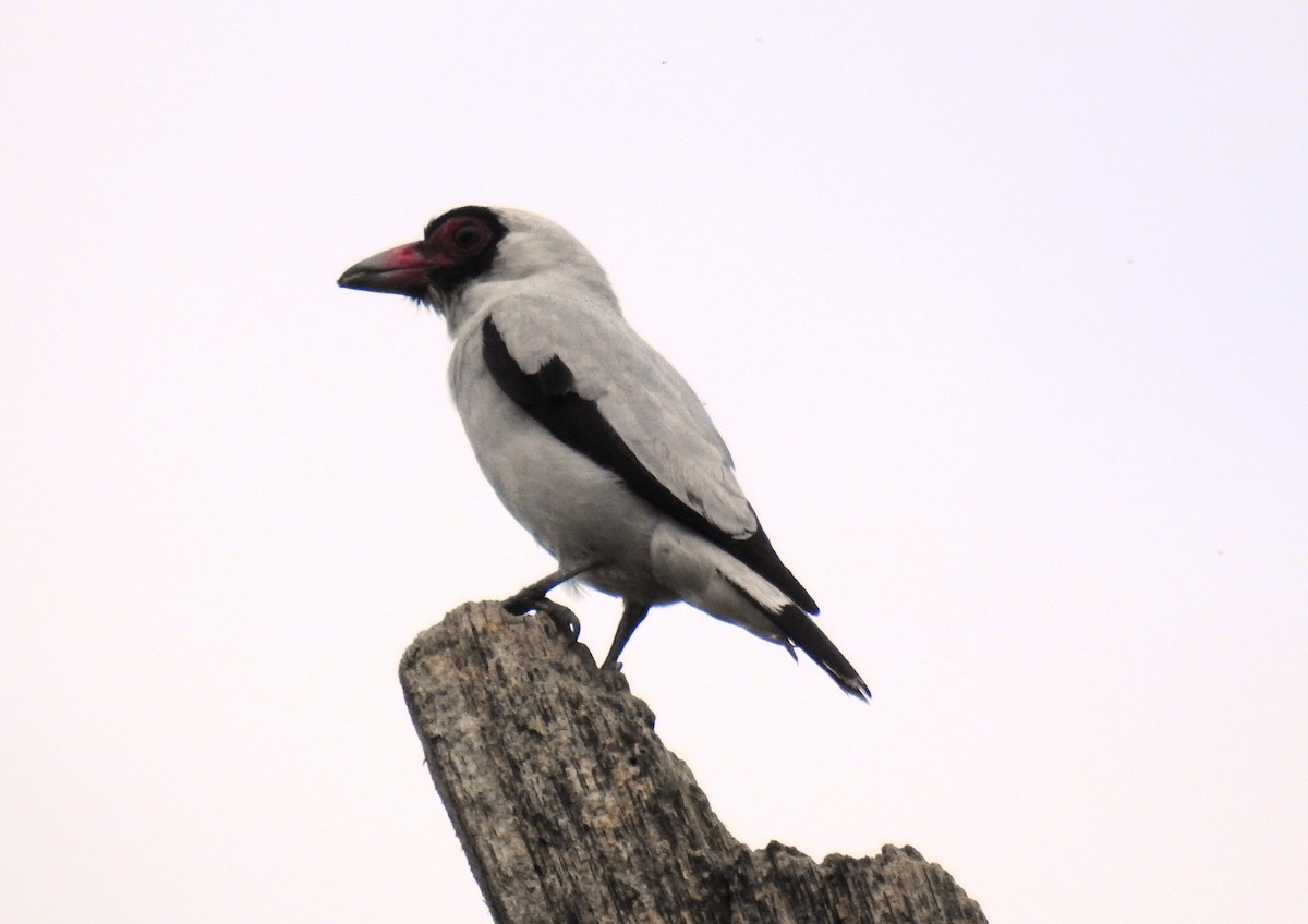 Masked Tityra - ML246519191
