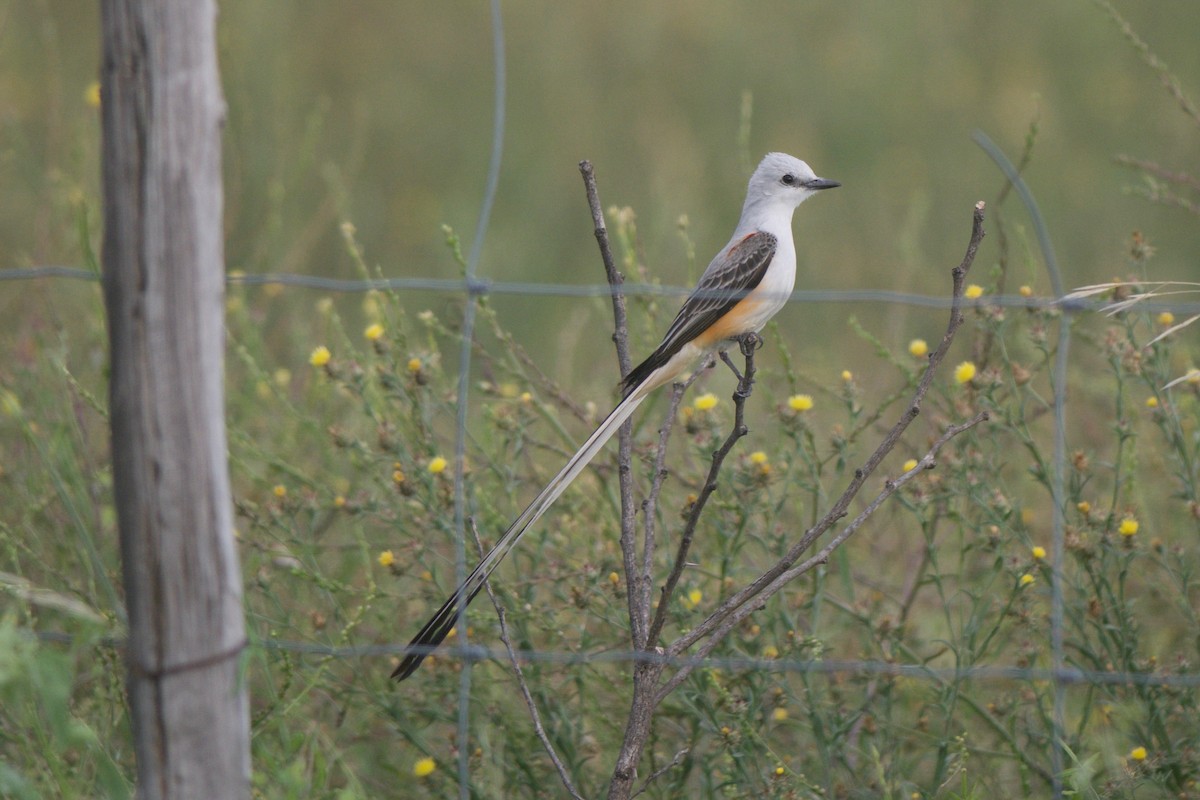 Scissor-tailed Flycatcher - Cory Gregory