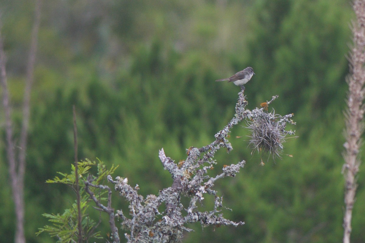 Gray Vireo - ML246520511