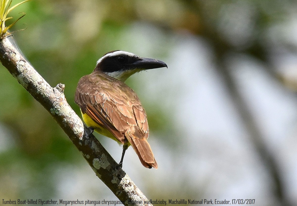 Boat-billed Flycatcher (Tumbes) - ML246520961