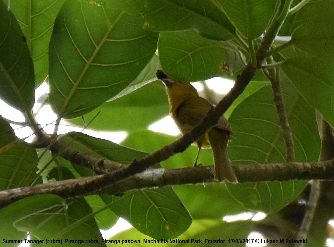 Summer Tanager - ML246521431