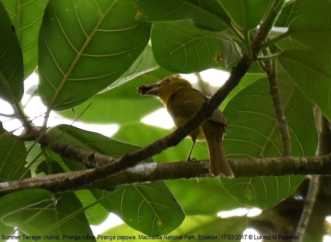 Summer Tanager - ML246521441