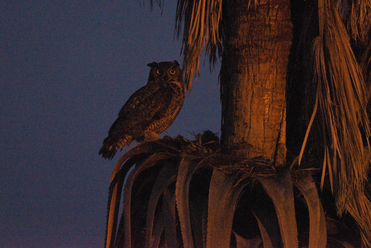Great Horned Owl - Jim Pawlicki