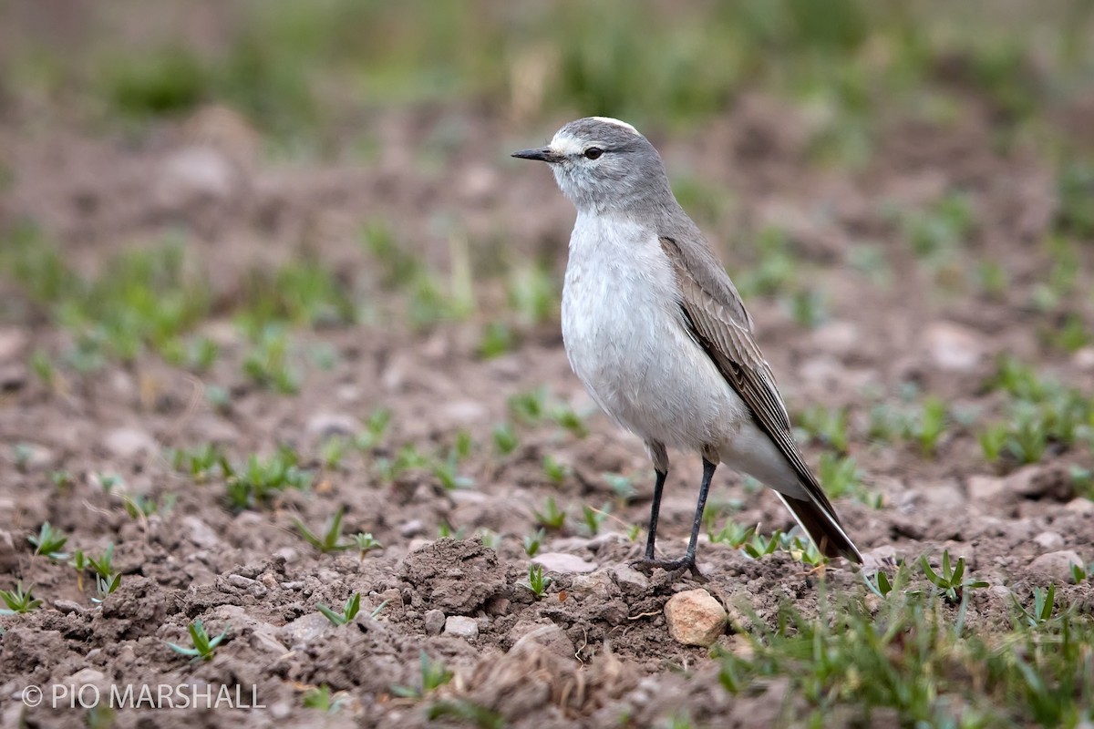Ochre-naped Ground-Tyrant - ML246524761