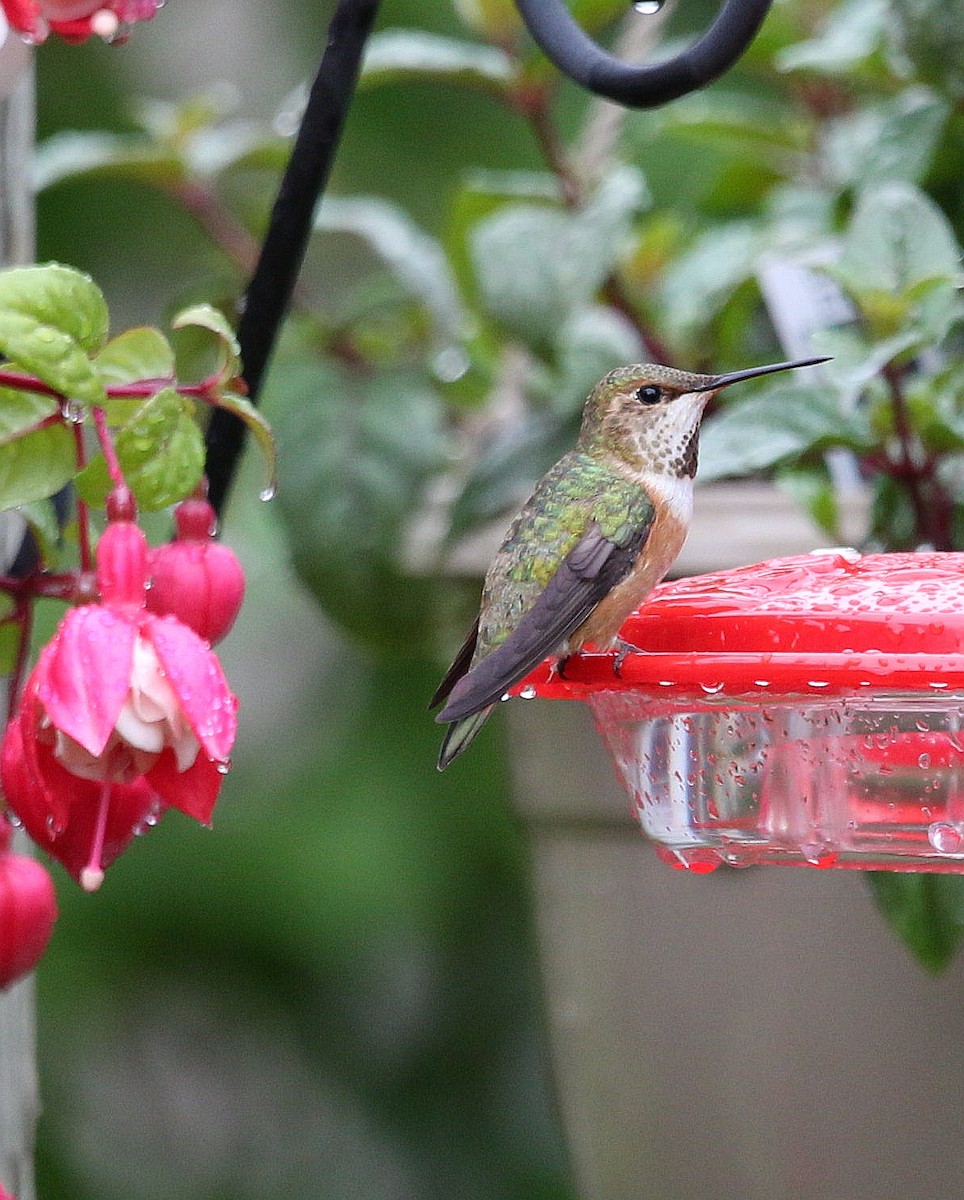 Rufous Hummingbird - ML246525631