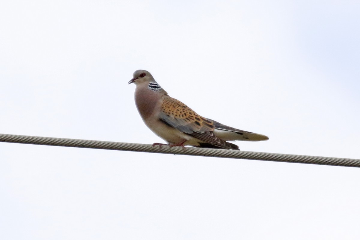 European Turtle-Dove - ML246526461