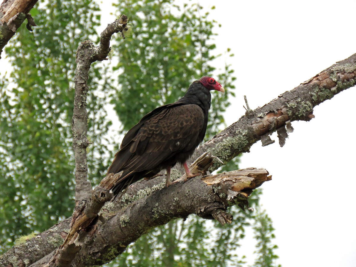 Turkey Vulture - ML246527191