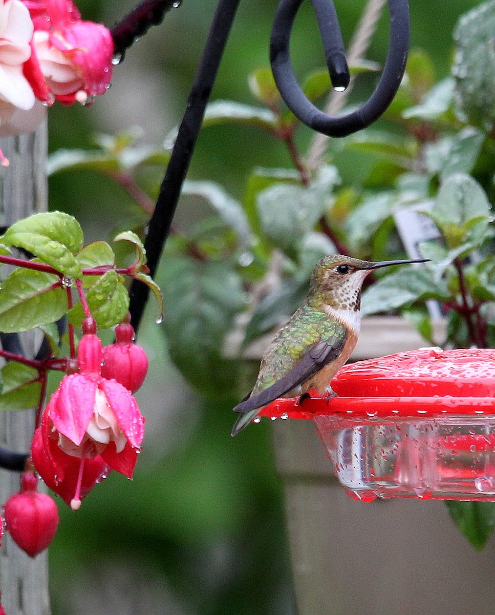 Rufous Hummingbird - ML246527321