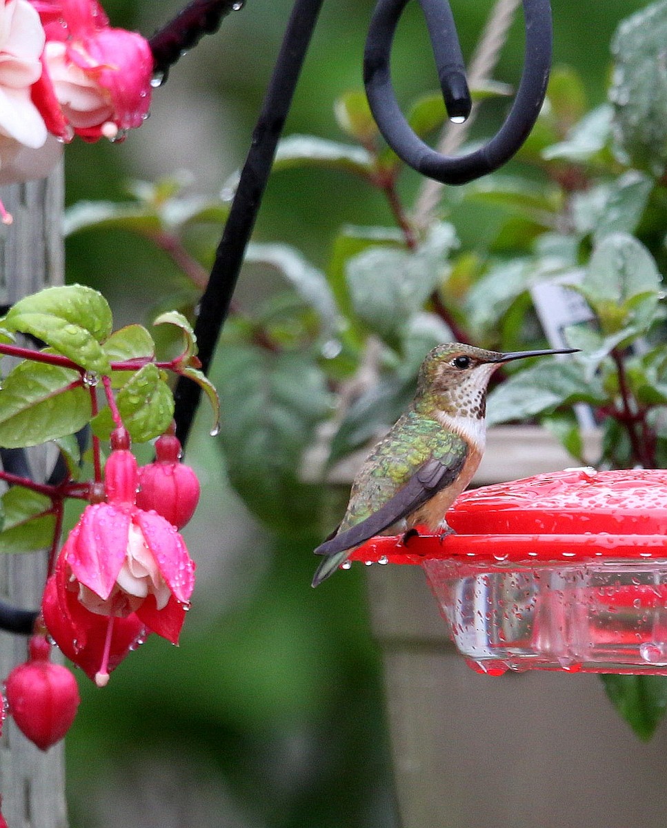 Colibrí Rufo - ML246527321