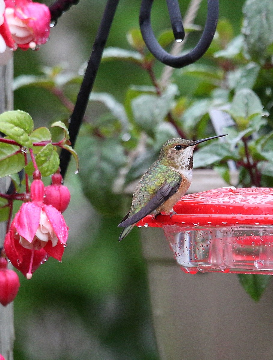 Rufous Hummingbird - ML246527921