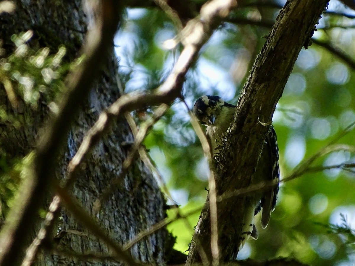 Downy Woodpecker - ML246529921