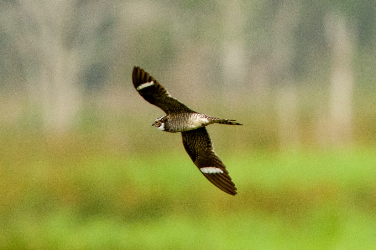 Common Nighthawk - Steve McInnis