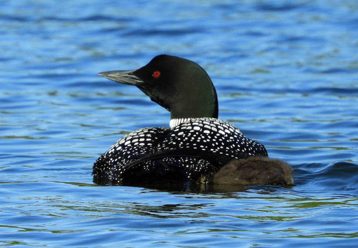 Common Loon - ML246533541