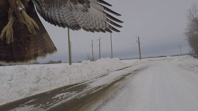 Red-tailed Hawk (calurus/abieticola) - ML246533591