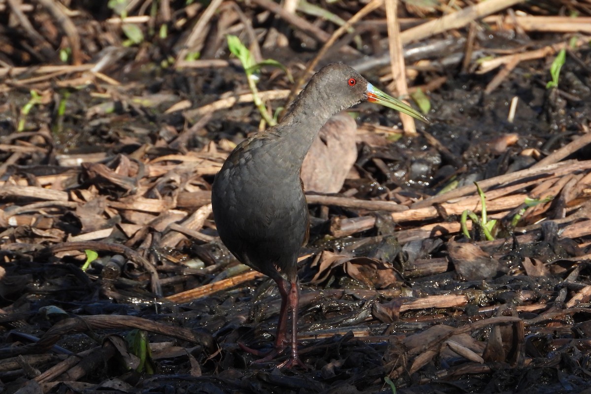 Plumbeous Rail - ML246534901